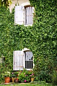 Zwei Fenster mit Klappläden zwischen dichtem Efeubewuchs an der Fassade eines alten Landhauses
