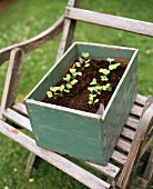 Seedlings in wooden box of soil on vintage garden chair