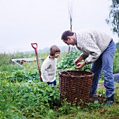 Father and daughter harvesting potatoes in garden