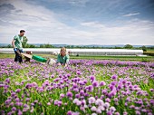 Workers picking fresh chives