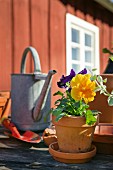 Blumentopf mit Stiefmütterchen auf Gartentisch vor schwedischem Holzhaus