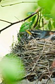 Bird in nest (close-up)