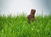 Chocolate bunny hiding in grass