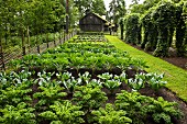 Cabbages growing in vegetable patch in front of wooden house
