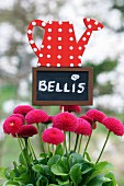 Bellis with decorative sign