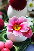 Pink primula and bellis flowers in Easter egg shell