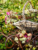 Äpfel & Blumen in Körben auf Metalltisch im Garten