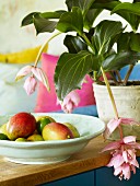 Bowl of tropical fruit next to pink-flowered potted plant