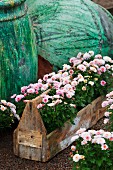 Rosafarbene Chrysanthemen in Blumenkasten aus Holz