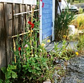 Gartenblumen an rustikaler Holzwand neben blauer Tür