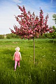 Blonde little girl below blossoming tree in summer meadow