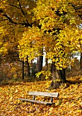 Park bench covered with autumn leaves