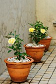 Yellow roses planted in terracotta pots