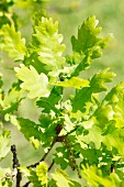English oak (Quercus robur)