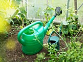 Two watering cans in greenhouse