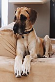 Dog on armchair with beige upholstery