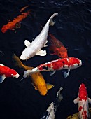 Colourful koi in water