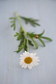 One ox-eye daisy on blue wooden surface