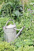 Old zinc watering can in wild garden