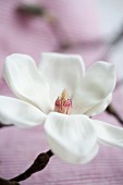 A white magnolia flower (close-up)