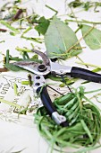 Secateurs with remains of flower stems, leaves and florists twine