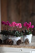 Row of pink cyclamen in decorated birch bark pots and pine cones on wooden surface