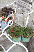 Plants with red berries in small metal buckets on weathered garden chair