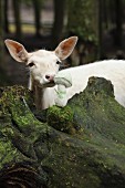 White deer sniffing crocheted toadstool on rock
