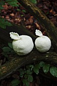 White, crocheted apples on tree trunk in woodland