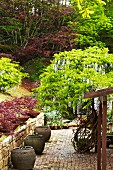 Idyllischer Platz - dunkelgraue Tontöpfe und Weißregen auf natursteingepflasterter Terrasse umgeben von Bäumen und rötlich gefärbten Büschen
