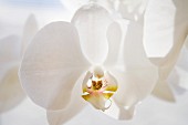 weiße Orchideenblüten (Close Up)