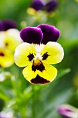 Viola flower