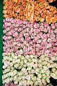 Rosen in drei Farben