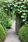 Formgeschnittene Buchsbaumkugeln und Kletterpflanze auf Mauer vor offenem, schmiedeeisernem Gartentor in englischem Garten