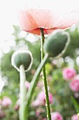 Poppy flower & buds in garden