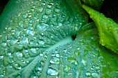 Wasserperlen auf grünem Blumenblatt
