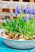 Grape hyacinths planted in zinc bowl on garden table