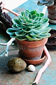 Natural arrangement of echeveria in terracotta pot, twigs, stone & shell on garden table
