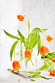 Tulips in a glass vase