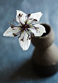 White, star-shaped Nigella (variety: 'Musical prelude') in grey ceramic vase