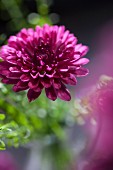 Purple chrysanthemum