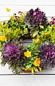 Wreath of ornamental cabbages and violas
