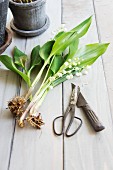 Lily of the valley with roots and vintage garden scissors