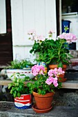 Geraniums in terracotta pot and basil in tin can on rustic wooden front steps