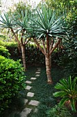 Unregelmäßig verlegte Trittplatten aus Beton zwischen Yucca-Palmen in australischem Garten