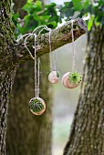 Tiny succulents planted in snails' shells hanging from branch
