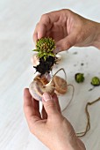 Planting tiny succulents in snails' shells