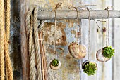 Tiny succulents planted in snail shells hung from rod
