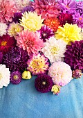 Colourful sea of dahlias on pale blue surface