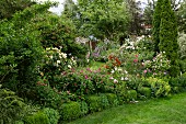 Üppig blühende Rosenstauden mit Buchsbegrenzung in Südtiroler Garten
